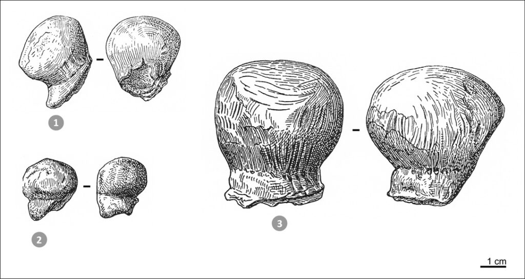 Têtes des venus préhistoriques