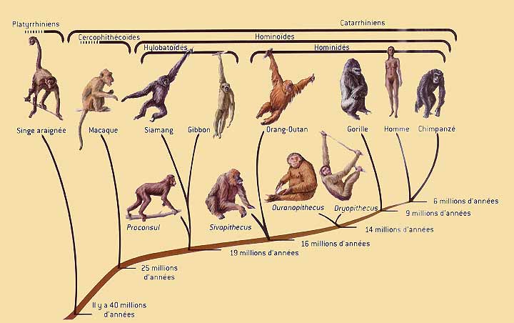 Les grands singes connaissent la théorie de l'esprit