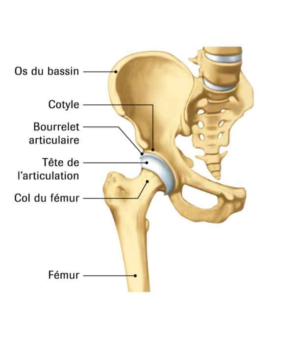 Articulation fémur