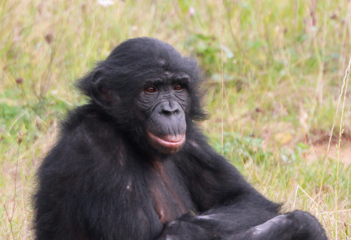 Séquençage du génome du bonobo