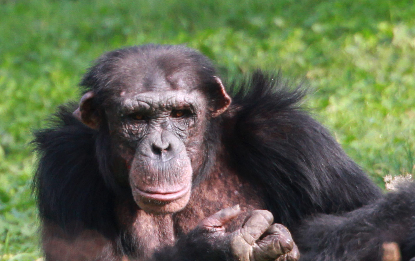 Le séquençage du génome du chimpanzé