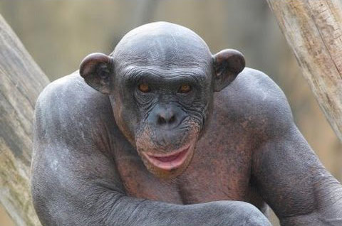 Chimpanzé sans poils