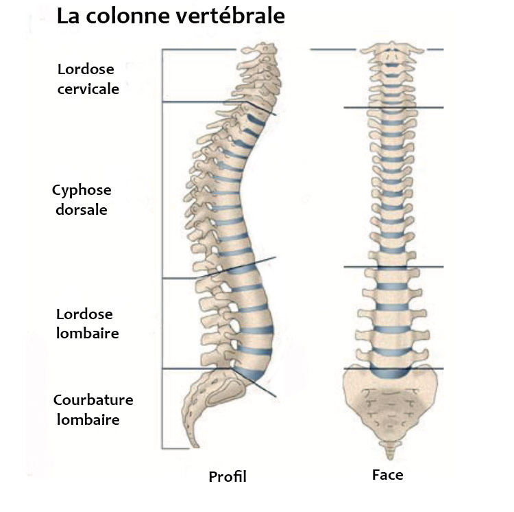 Courbures de la colonne vertébrale