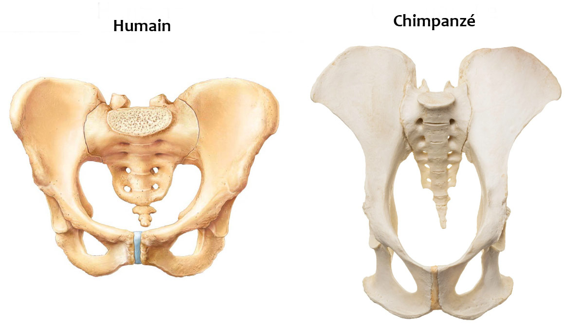 Bassin Homo sapiens / Pan troglodyte