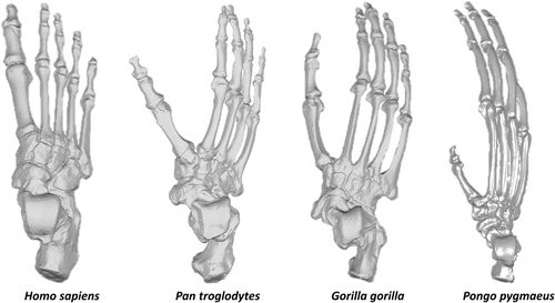 Comparaison pieds des hominides