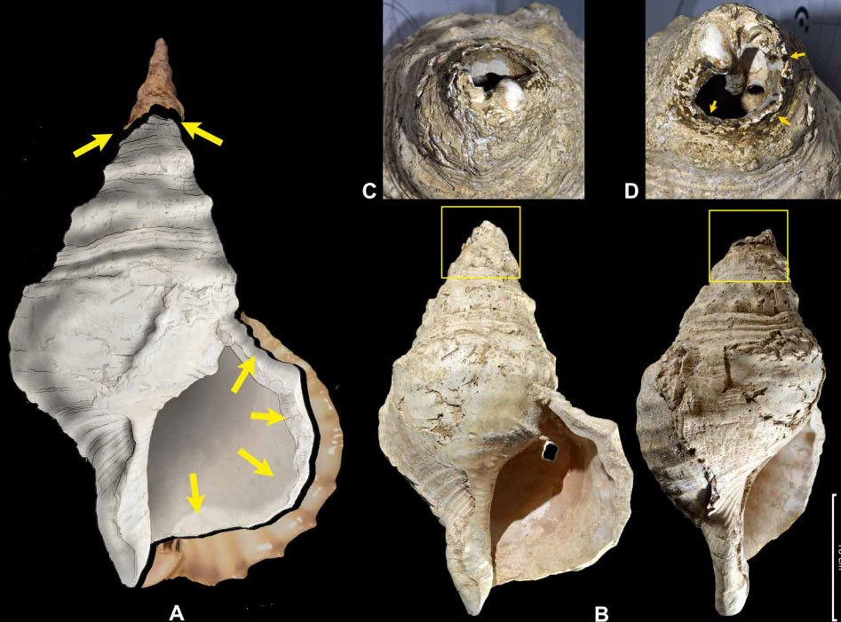 Conque Marsoulas