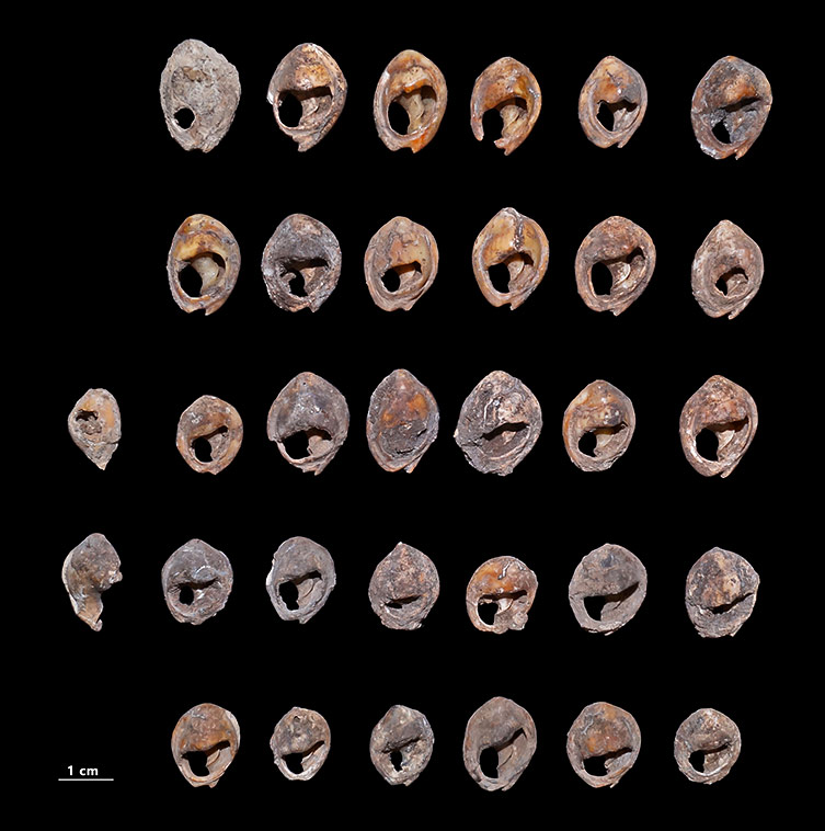 Des perles de coquillages pour former une parure il y a 142 000 ans