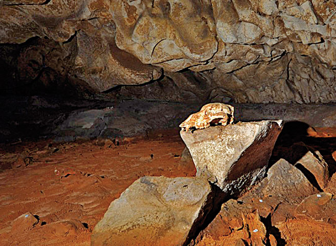 Crâne ours Grotte Chauvet
