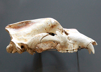 Crâne d'ours