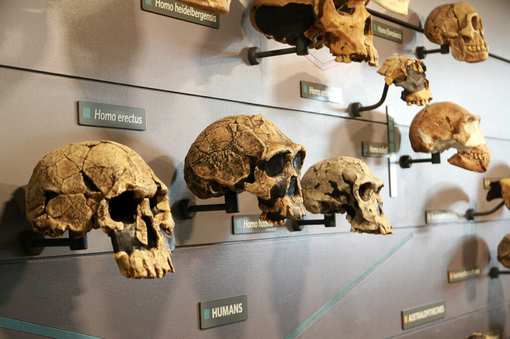 Crânes hominidés