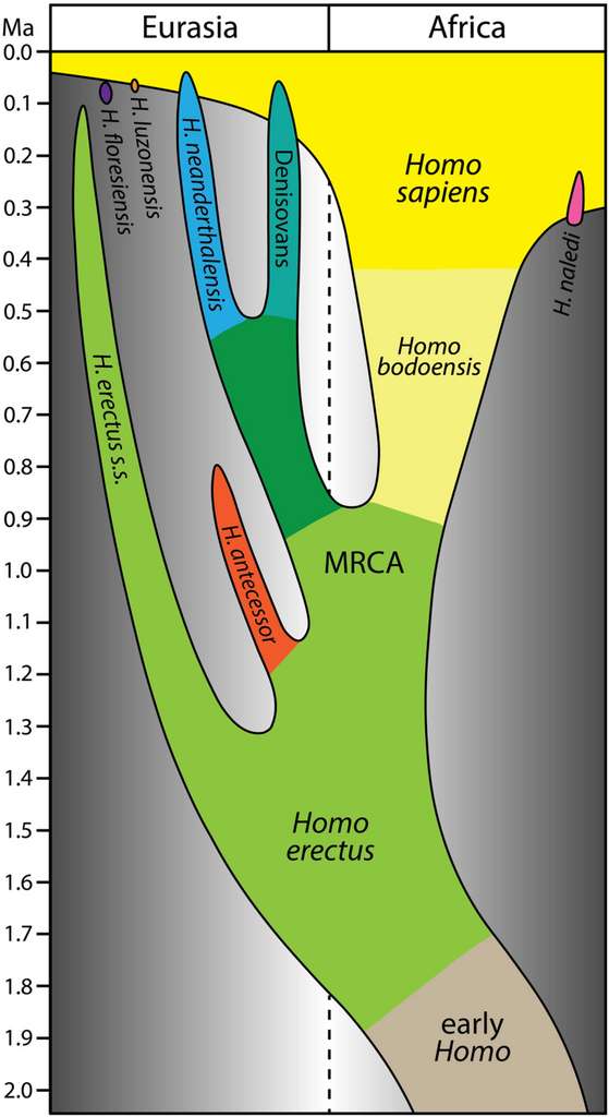 Lignée humaine avec H. bodoensis