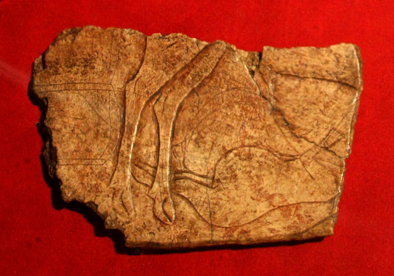Premières preuves de pêche en haute mer il y a 42 000 ans - Hominides