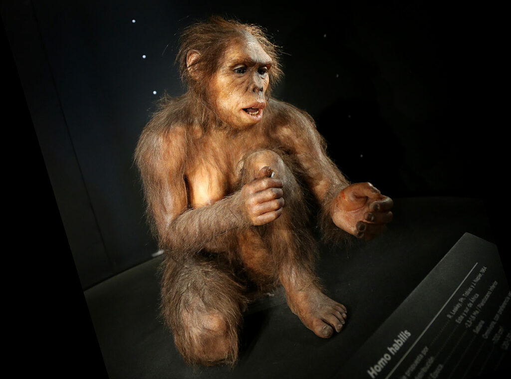 Homo habilis