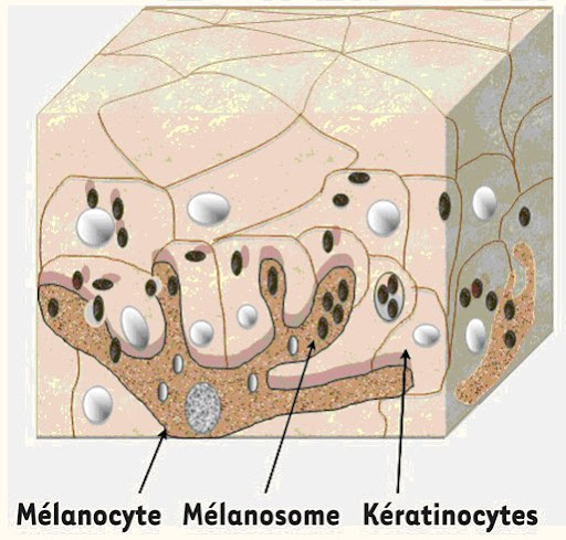 Cellules pigmentaires de la peau