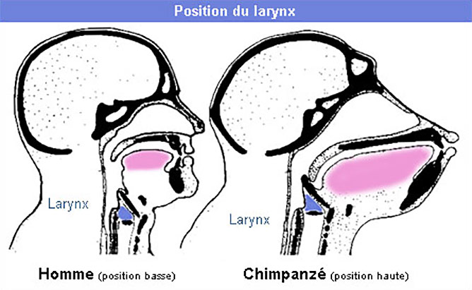 Position Larynx Primates