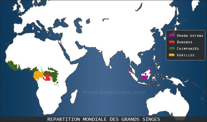 Répartition géographique des grands singes