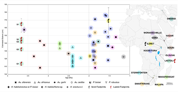 Statures Hominidés