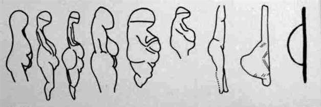 Evolution signes claviformes