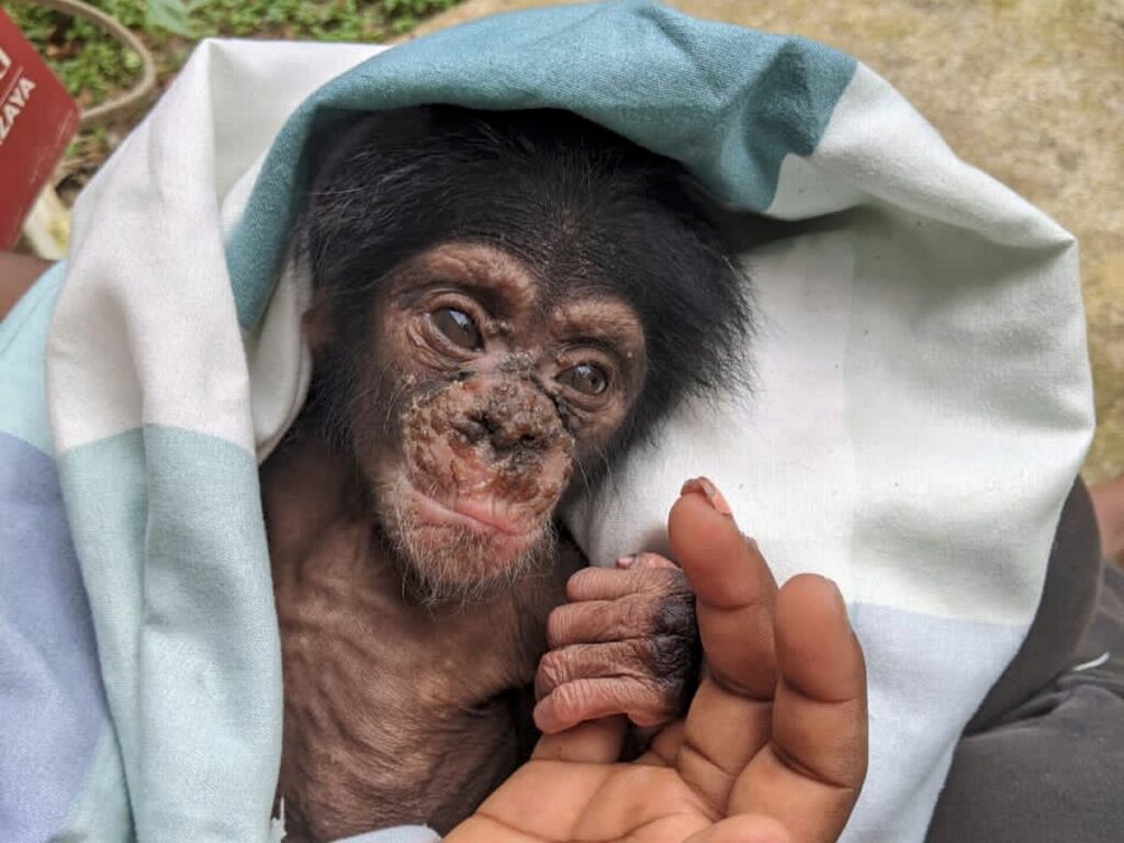 Bébé chimpanzé sauvé