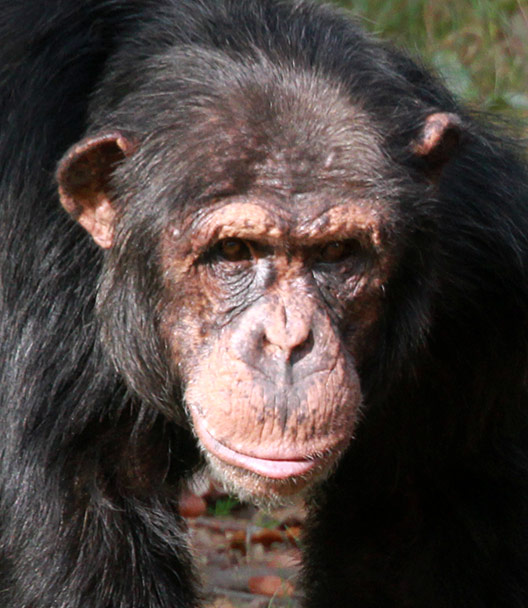 Tête de chimpanzé