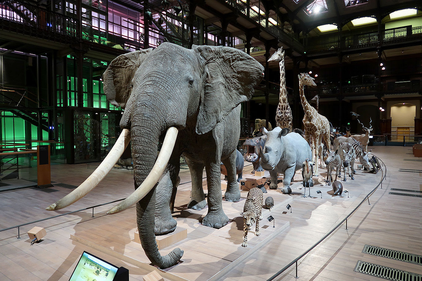 Grande Galerie de l’Evolution – Jardin des Plantes – Paris