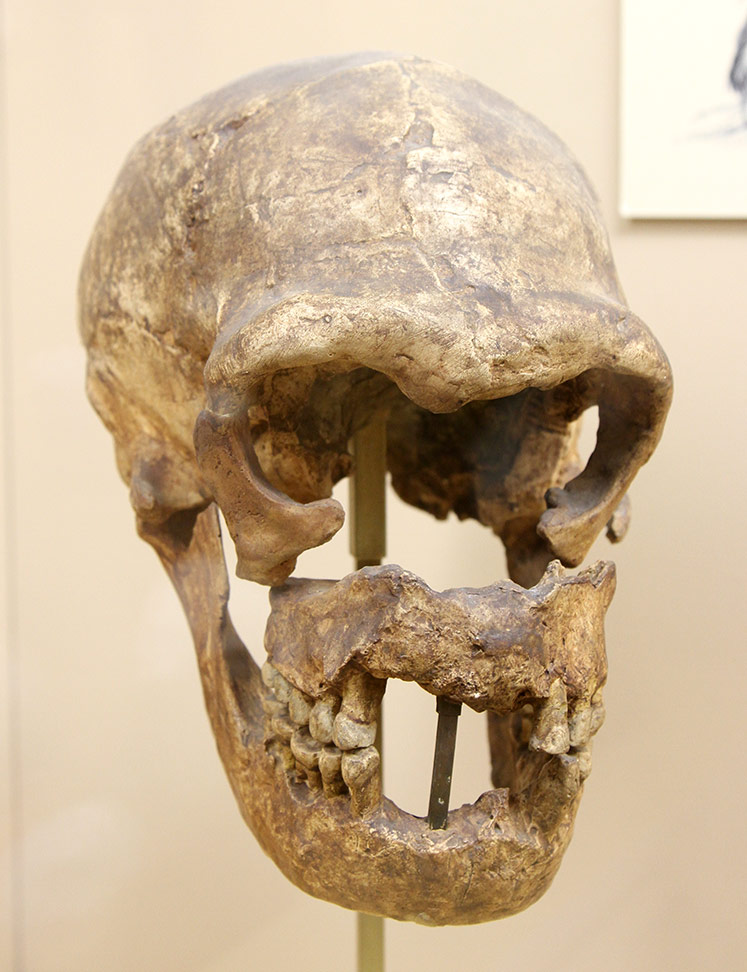Crâne néandertal - La Quina