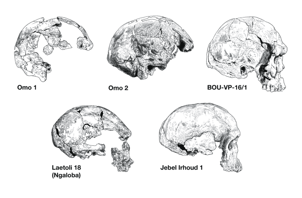 Crânes Homo sapiens