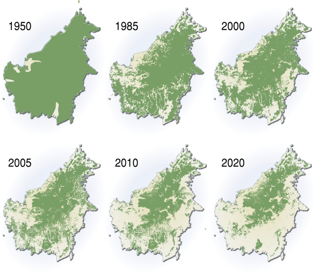 Déforestation Bornéo