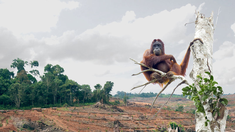 Déforestation nuisible aux grands-singes