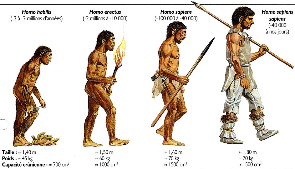 Frise évolution de l'homme