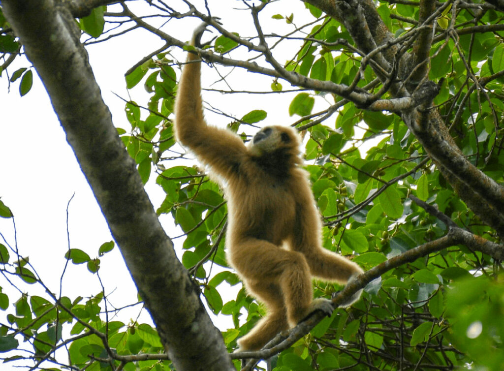 Gibbon