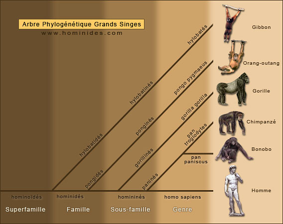 Origine des grands singes