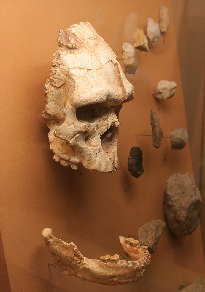 Crâne Homo erectus