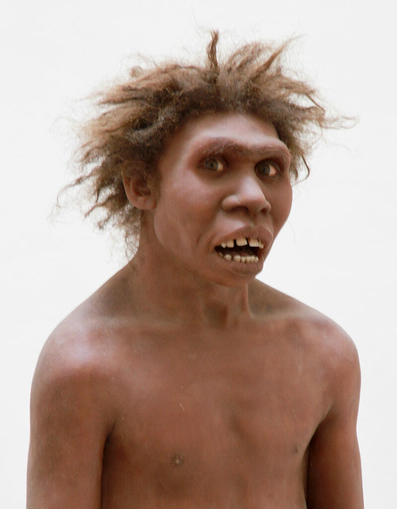 Homo ergaster Turkana