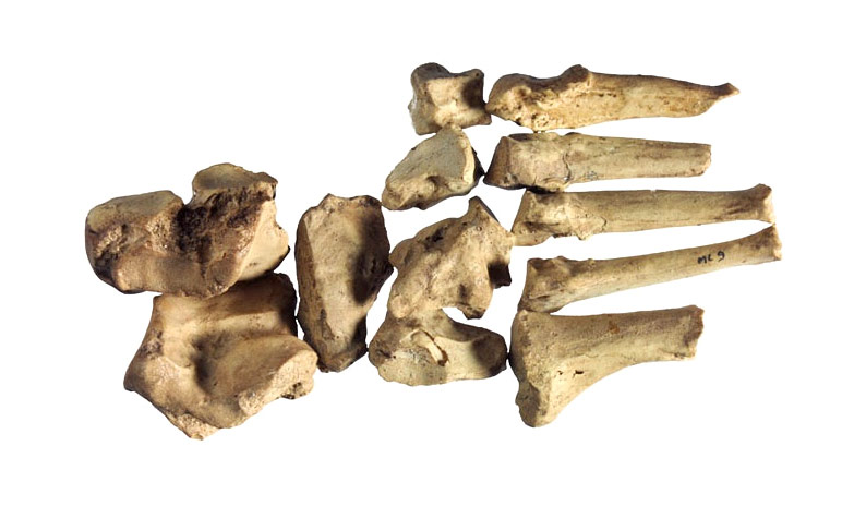 Pied Homo habilis