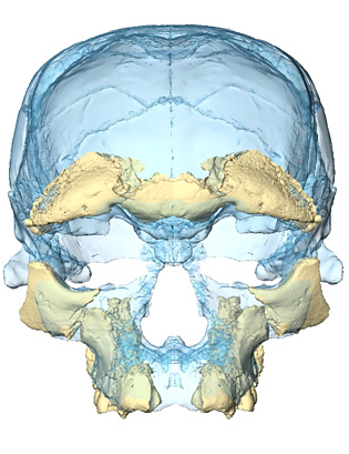 FAce H. sapiens Jebel Iroud 10