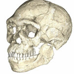 Crâne Homo sapiens