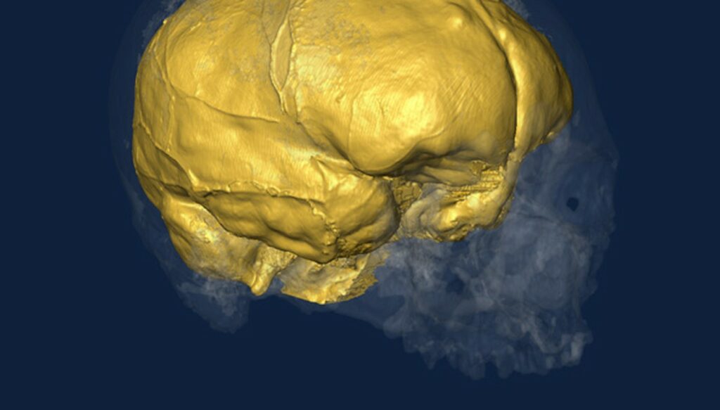 Endocrâne Cro-Magnon