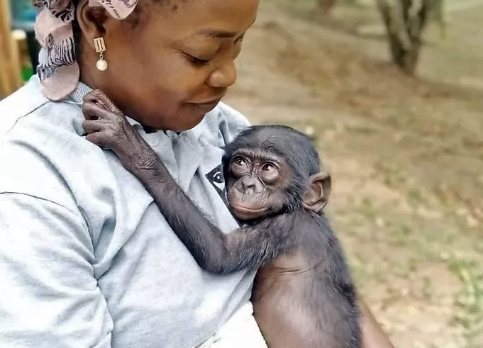 Sanctuaire bonobos