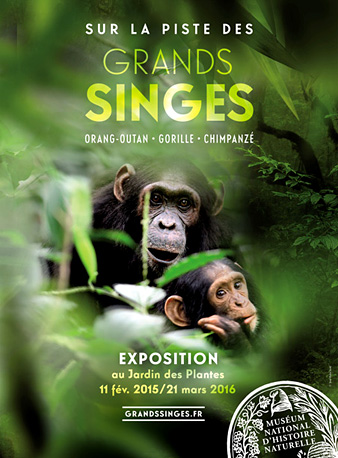 Sur la piste des grands singes