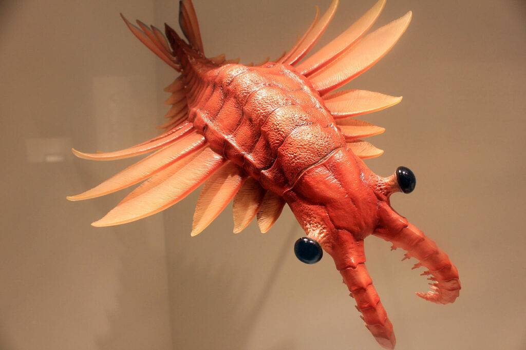 Anomalocaris