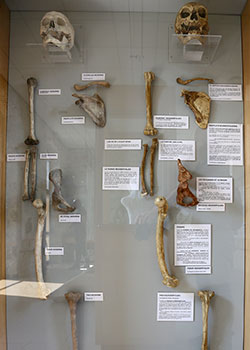 Comparaison sapiens / néandertal