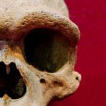 Crâne Homo longi - Dragon Man
