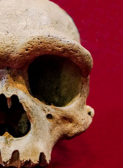 Une nouvelle espèce identifiée en Asie : Homo longi