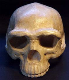 Crâne Sinanthrope