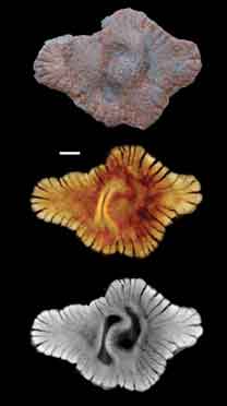 Fossile découvert dans des roches datées de 2,1 milliards d'années.