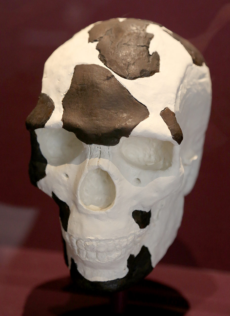 Crâne Omo 1