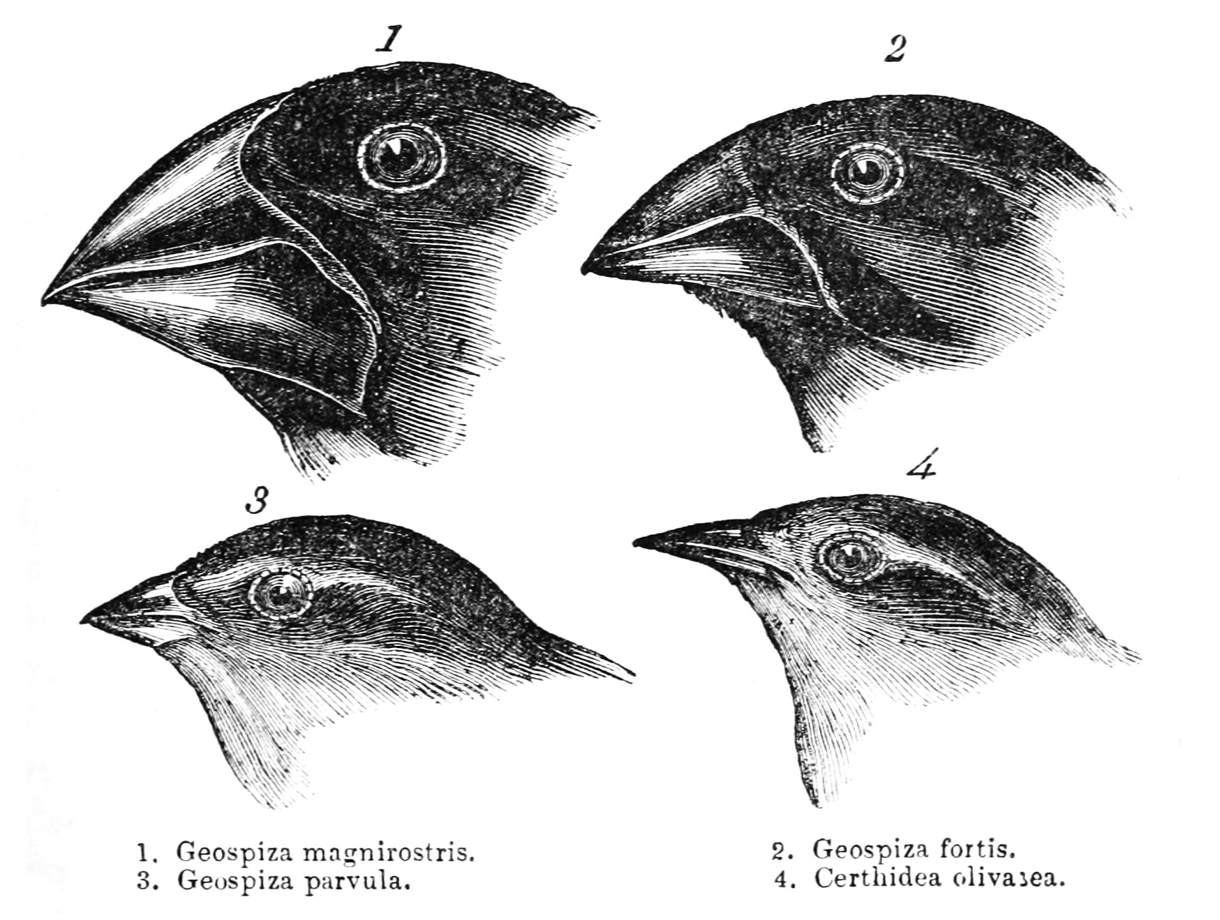 Etude pinsons Darwin