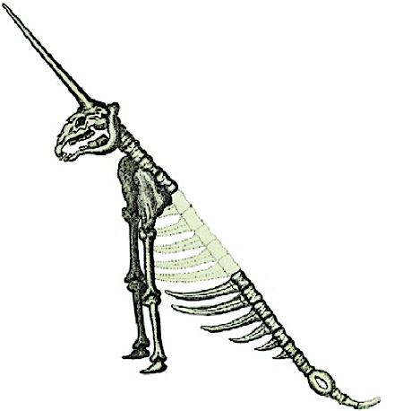 Squelette fossile de licorne