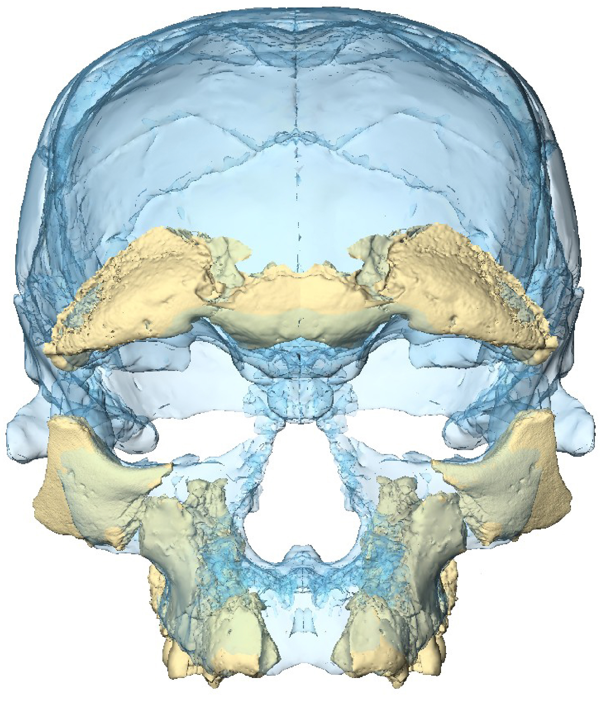Reconstitution face Homo sapiens Jebel Irhoud
